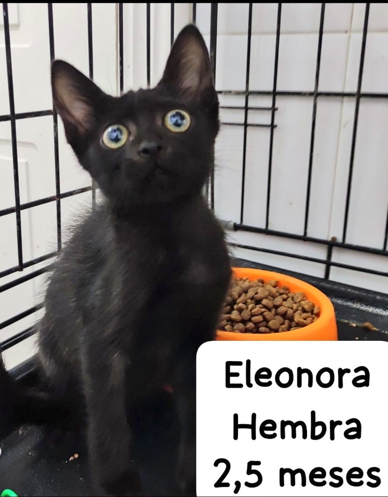 #Sevilla 🆘  <a href="/Skeleton_Cat/">ノエリア</a>

Eleanora tiene un nombre romántico. Engaña.

Ella es divertida, pizpireta, juguetona,  cariñosa y muy ronroneadora. 

Pero  se ha quedado solita.
No dejes que  esta miniatura 
siga  en una jaula💔

☎️ 689 71 20 28