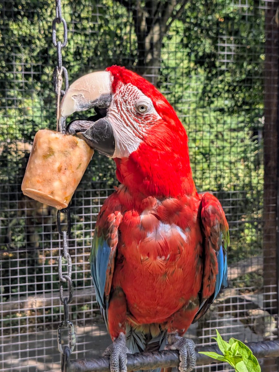 Nothing beats a frozen treat during a #heatwave! 🍎🥕🧊Our amazing keepers help keep our animals hydrated and happy with fruit and veg ice lollies - it's a really cool way for providing #animalenrichment too! 💚🦜#icelolly #macaws #beattheheat #summerdays #tropicalbutterflyhouse