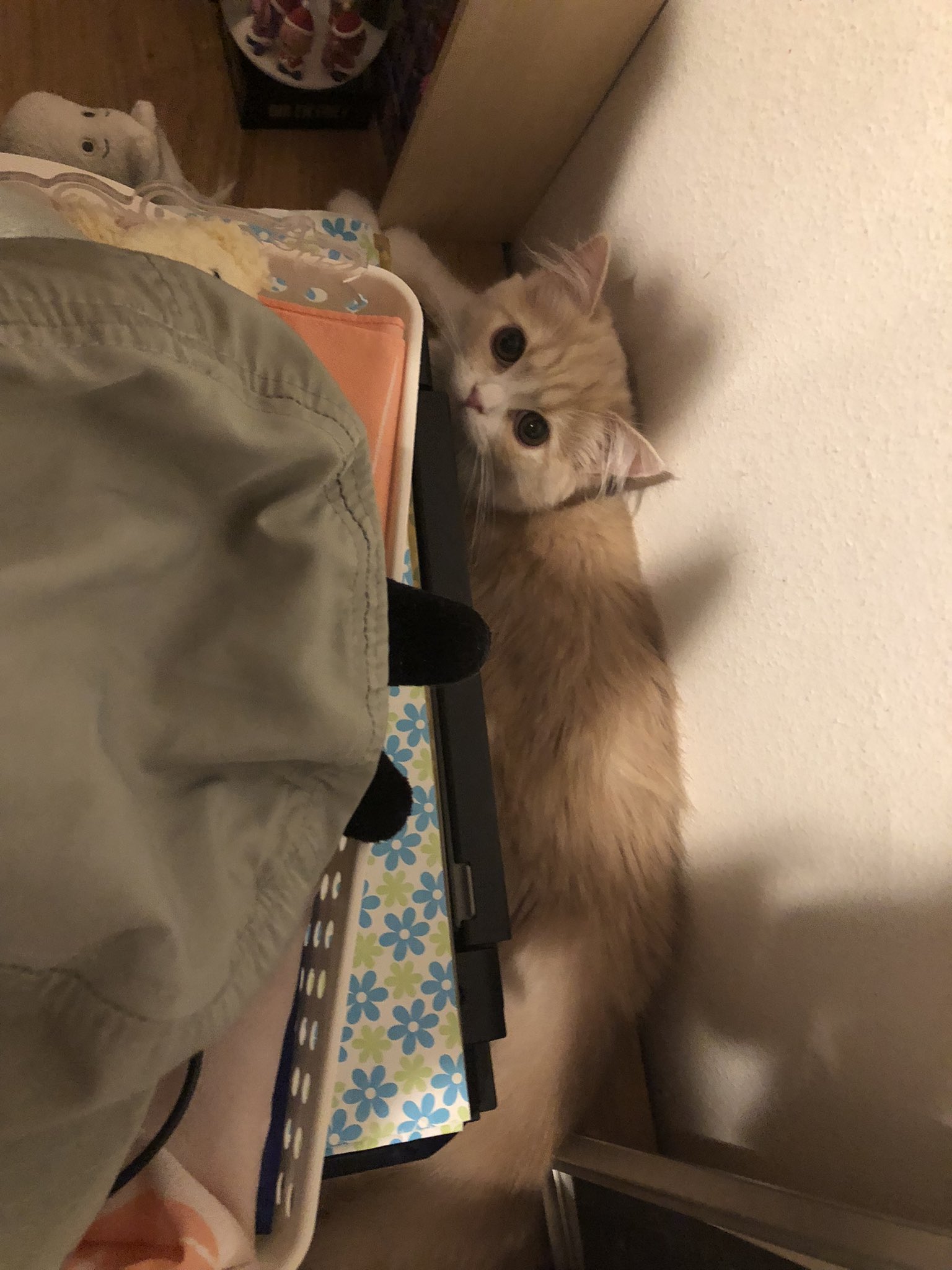 •*¨*•.¸♬︎ねこにゃんにゃん•*¨*•.¸♬︎ 猫【sync-sens】 on X: 