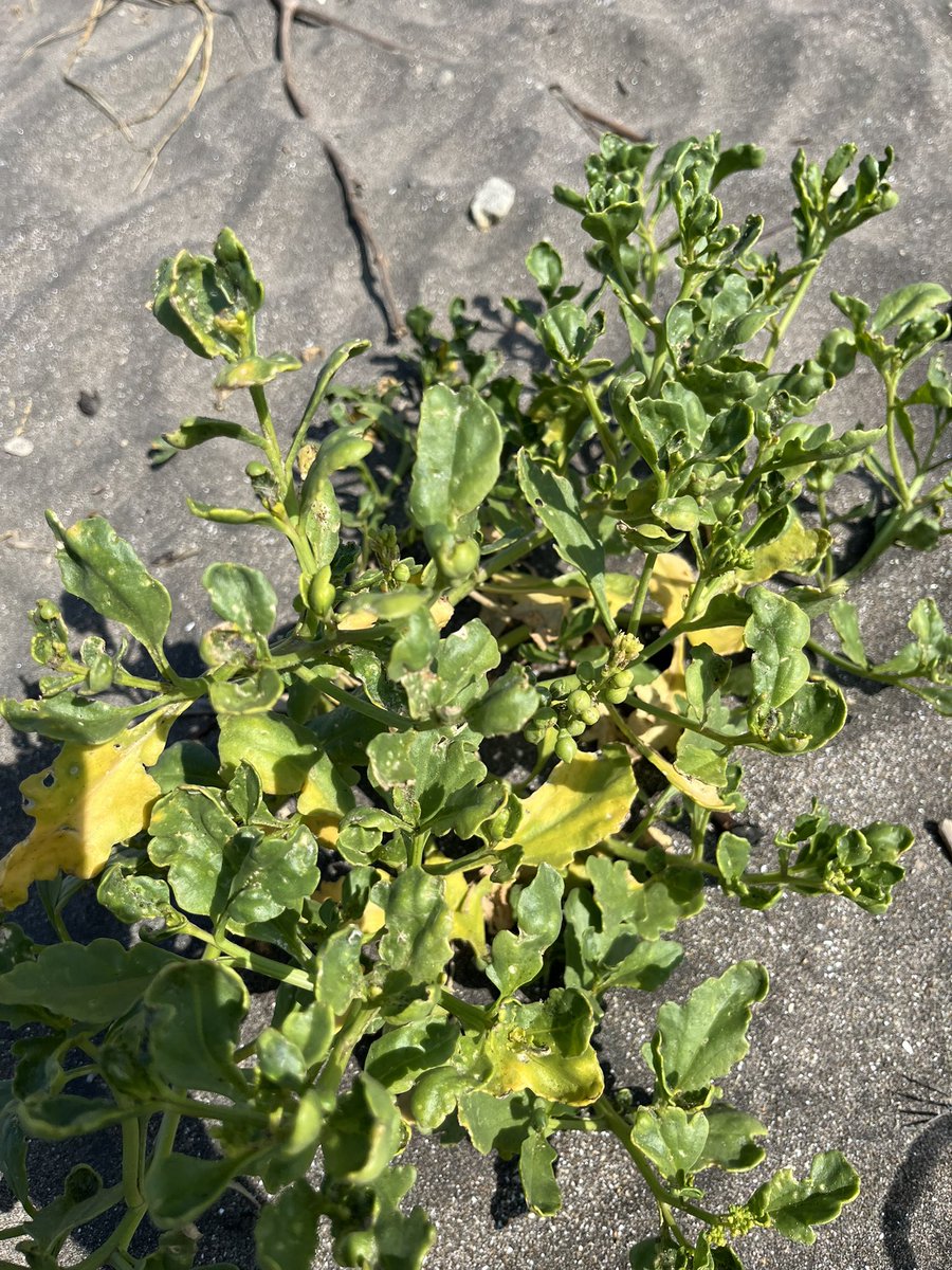 ビーチで 待ってる
#DeathStranding2OnTheBeach 