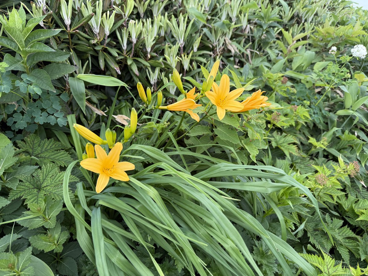 平標山なかなか登りごたえあって楽しかった🗻
無事下山