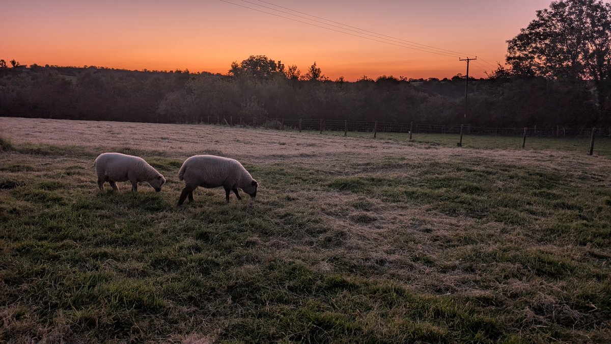 de-escalate.com (D8) tweet media