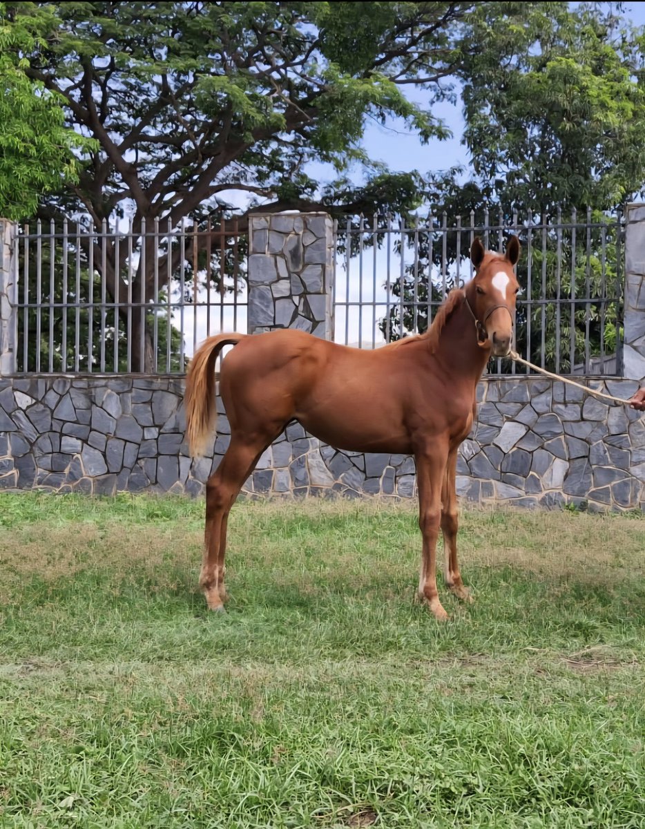 Hembra alazana hija de Champlain en Magnolia Moon nacida el 14/02/2025  hermana de Maple Grove ganador del Clásico  Cria Nacional G1 2025