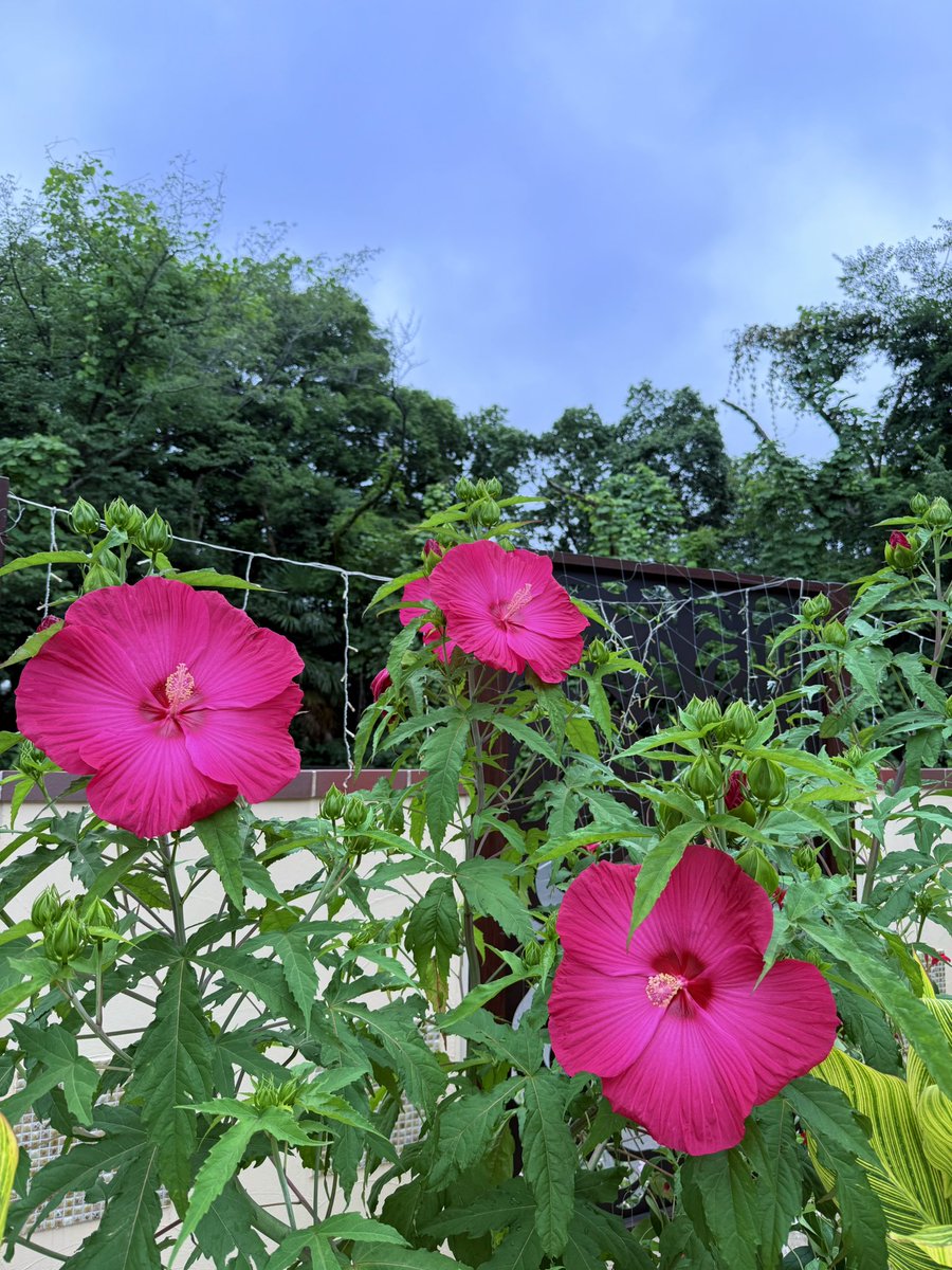Hanabiyori8717's tweet image. 四季の庭でタイタンビカスが開花中🌺
直径20cmを超える大きな花が魅力的✨
朝咲いた花が夕方にはしぼんでしまう1日花ですが、新たな蕾が次々に開くので、この時期は毎日が常夏びよりです🌞🌴🌺
#hanabiyori #はなびより #フラワーパク #タイタンビカス