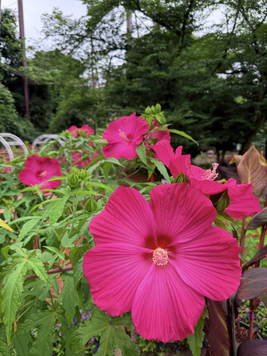 Hanabiyori8717's tweet image. 四季の庭でタイタンビカスが開花中🌺
直径20cmを超える大きな花が魅力的✨
朝咲いた花が夕方にはしぼんでしまう1日花ですが、新たな蕾が次々に開くので、この時期は毎日が常夏びよりです🌞🌴🌺
#hanabiyori #はなびより #フラワーパク #タイタンビカス