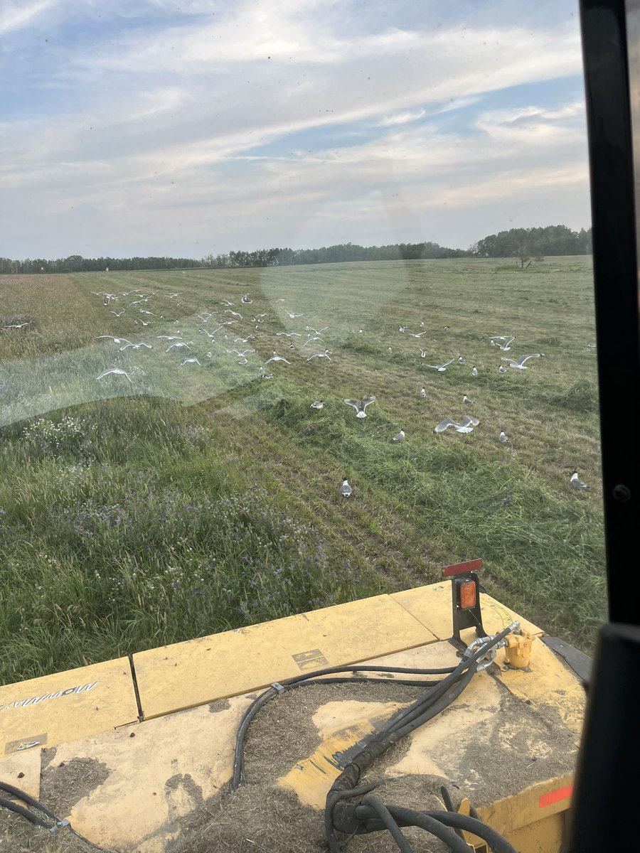 If those sh*thawks are eating the hay out here, they’re gonna starve.