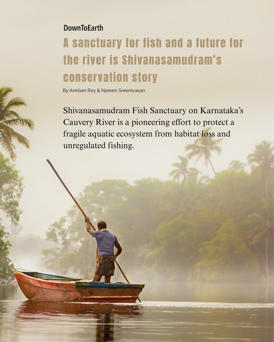 atree_org's tweet image. The Shivanasamudram Fish Sanctuary, a collaboration between the Karnataka Department of Fisheries and the Wildlife Association of South India, is restoring river balance. Check out the article by Anirban Roy and Naren Sreenivasan.