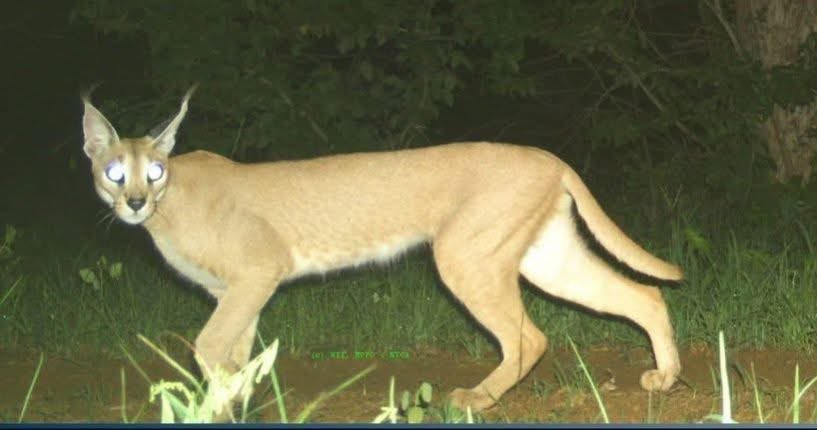 A caracal—one of India’s most elusive wild cats—has been caught on camera in Gandhi Sagar Sanctuary after nearly 20 years!

A great news for conservationists. This rare sighting also shows that dry &amp; semi‑arid ecosystem remains healthy enough to support endangered species.