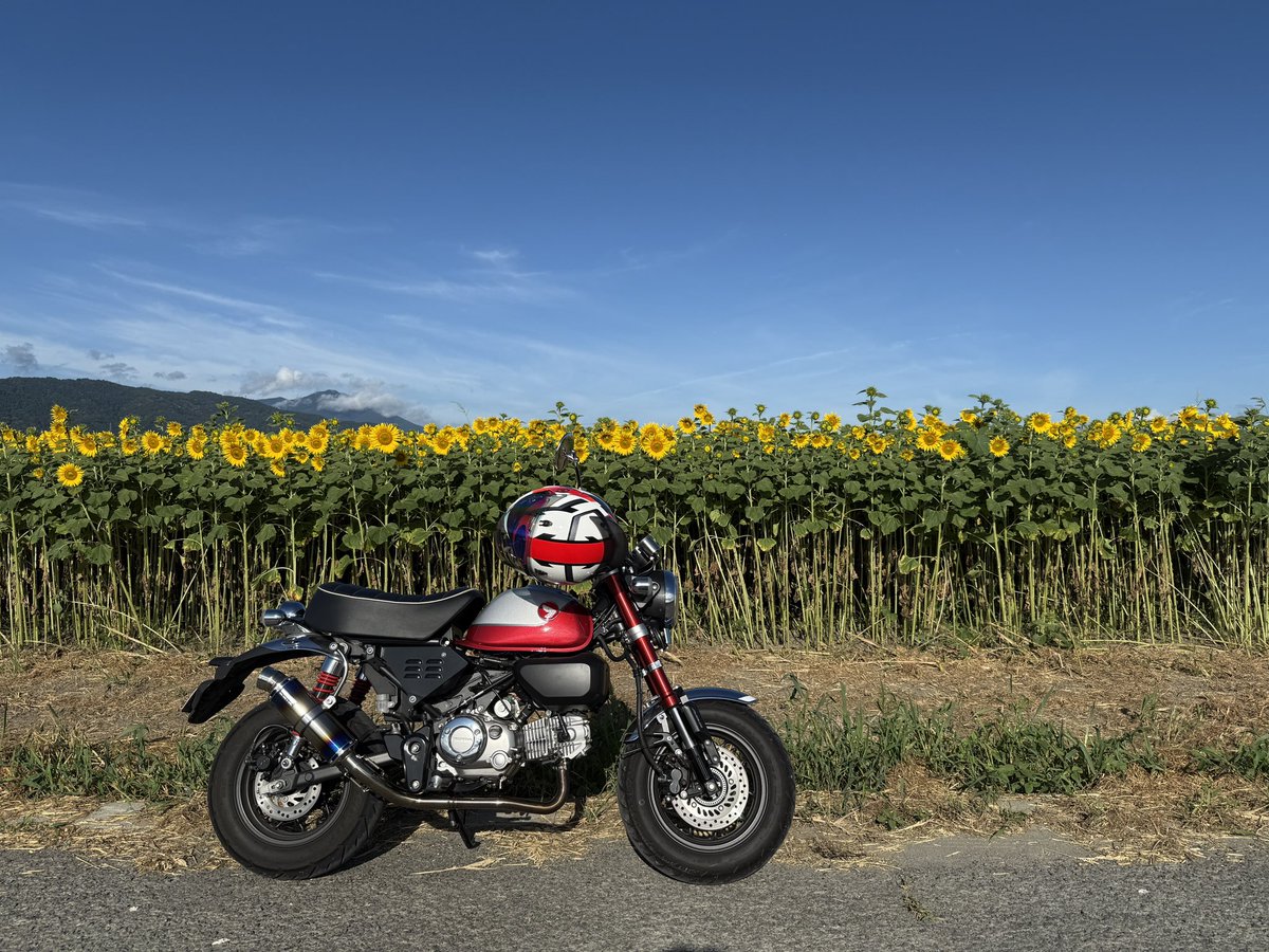 🌻ひまわり、いっぱい
#モンキー125
#ひまわり
#全入寺島