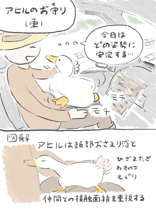 アヒルの重視 
