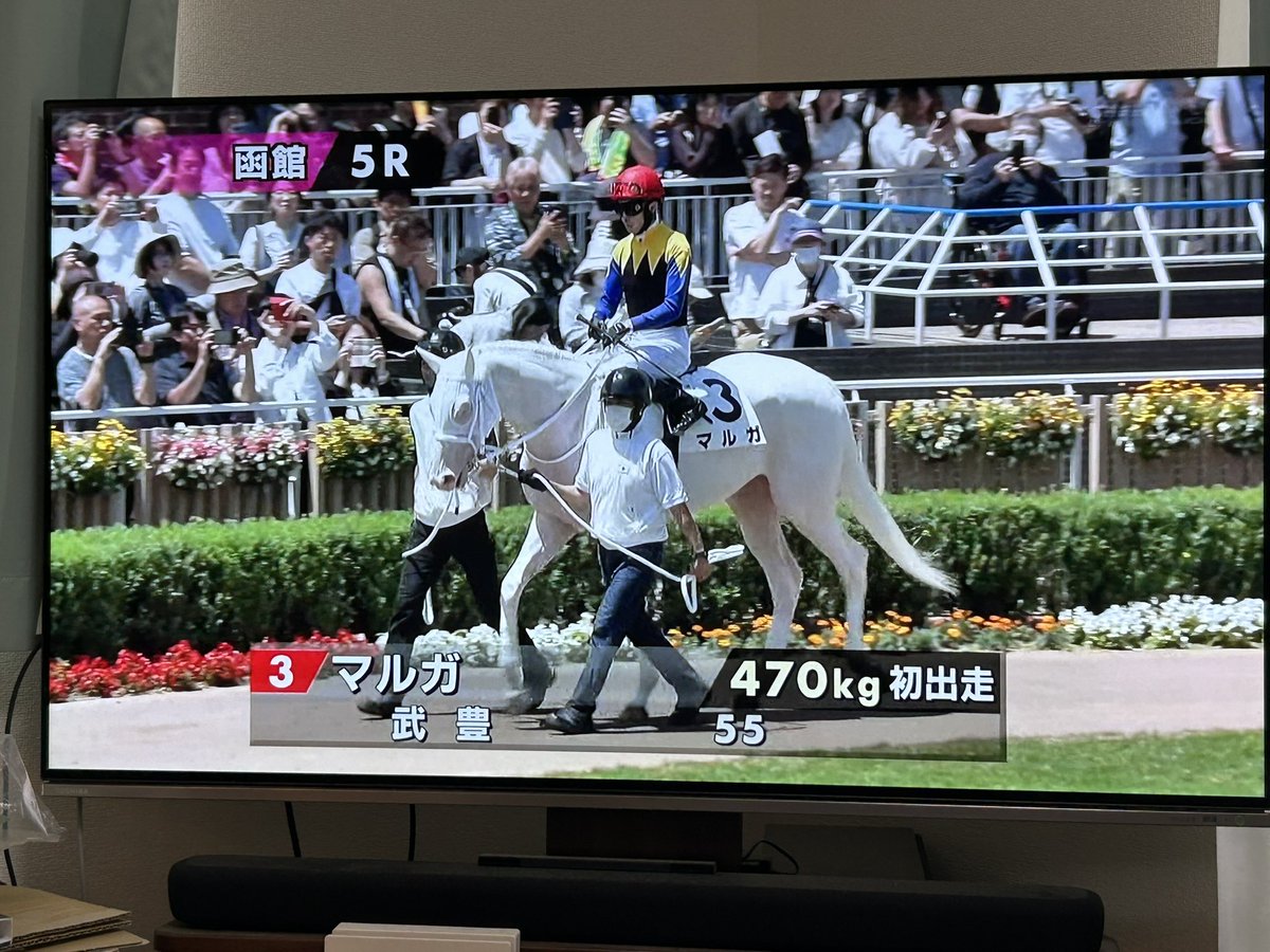 外が暑いので、ごろ寝テレビ📺

白毛馬「ブチコ」の娘がデビュー戦。
ブチコと違って真っ白ダゾ🐇

ダントツ人気だけど、レースぶりを期待