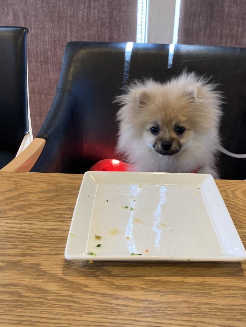 ポメころびページです＊ ポメ吉 (@pomekichi065) / Posts / X