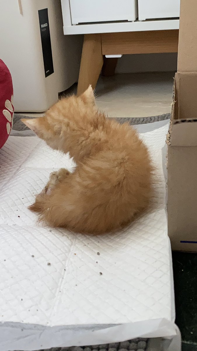 이 아이는 구조한 친구가 입양하게 되었어요.
‘언니 이런 소리 왜 내요?’할 정도로 아직은 고양이를 모르지만 낙엽과 귀뚜라미를 주워먹으며 살려고 애쓴 아이에게 카일 이라는 이름을 지어주고 가족으로 맞이하기로 했슴다. 트냥집사님들의 자문을 종종 구하게 될 것 같아요, 많은 조언 부탁드립니다.