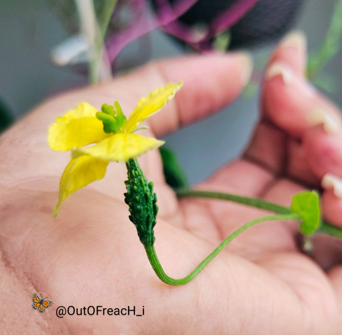 OutOFreacH_i's tweet image. 🩶✨
The bond between our hearts weaves a delicate dance...💞
With twists & turns, like vines in a tender trance...🍃
Each curve a memory, each spiral a sigh.....A love that grows wild beneath the open sky....🦋
हथेली पर #karela उगाया है मैने.. 🤣😂