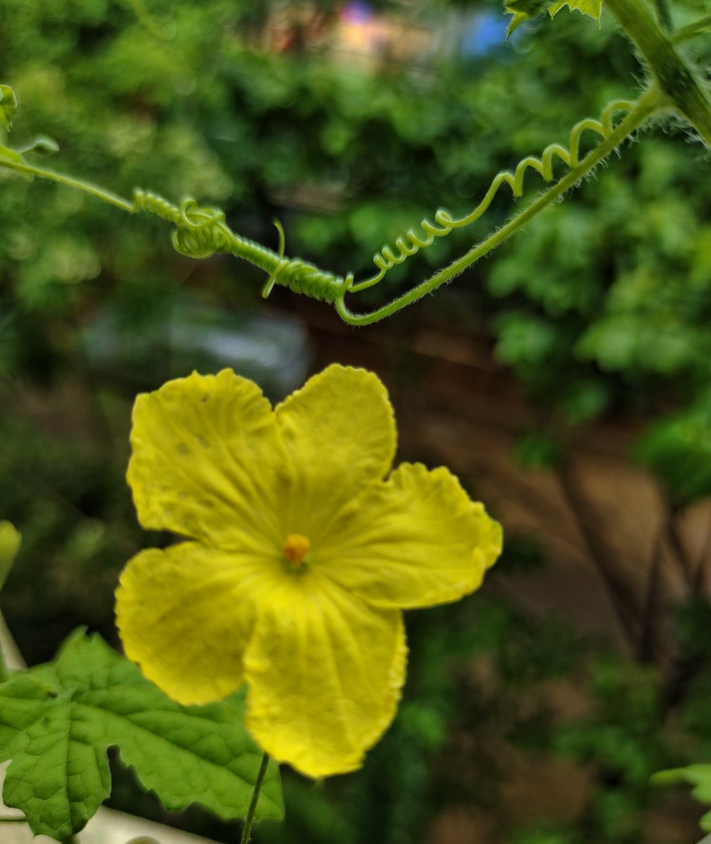 OutOFreacH_i's tweet image. 🩶✨
The bond between our hearts weaves a delicate dance...💞
With twists & turns, like vines in a tender trance...🍃
Each curve a memory, each spiral a sigh.....A love that grows wild beneath the open sky....🦋
हथेली पर #karela उगाया है मैने.. 🤣😂