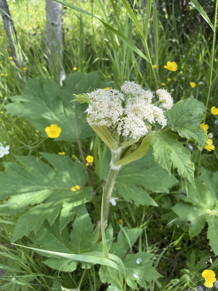 SLB_211's tweet image. A Silvery Blue butterfly snacks on purple loco weed, deer on the lookout, Cow Parsley - a few shots from Cochrane Alberta. I was disappointed - the deer went down the hill and was sproinging through the grassland to the creek but no photo. 😞 #TwitterNatureCommunity #Butterflies