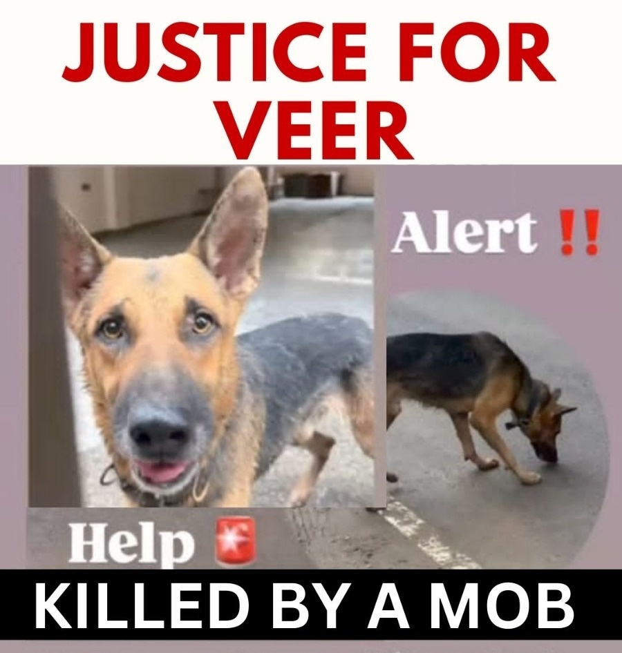 He is now named "VEER" (BRAVE).

Abandoned and brutally beaten with sticks by a mad mob, he didn’t deserve to die — yet he bravely endured the assault until his last breath.

Did he deserve such a death?

If you care for animals, please raise your voice for VEER!