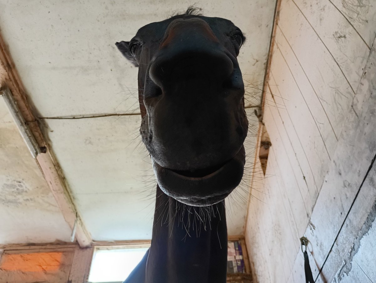 下唇ゆるゆるネムネムの #パンチくん🐴😺
#ネコパンチ（多分馬）
#日経賞 優勝
#元誘導馬
#新冠町　#ノーザンレイク