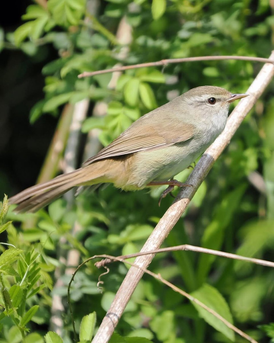 r_rena_r's tweet image. 📸✨
美しい緑の中にたたずむウグイスさん🐦🌿
枝に止まりながら、可愛らしい姿を見せてくれました😊💚
逆光の中でも目がキラッとしていて、とても魅力的なショットに✨
