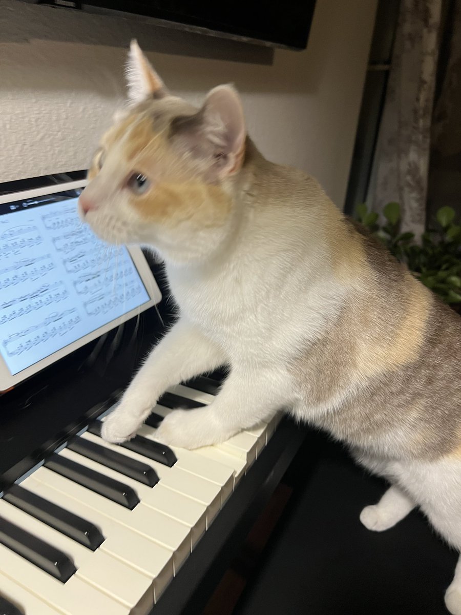 fatfatpankocat's tweet image. But actually I’m so locked into learning this I’m starting to sweat this is SO SERIOUS