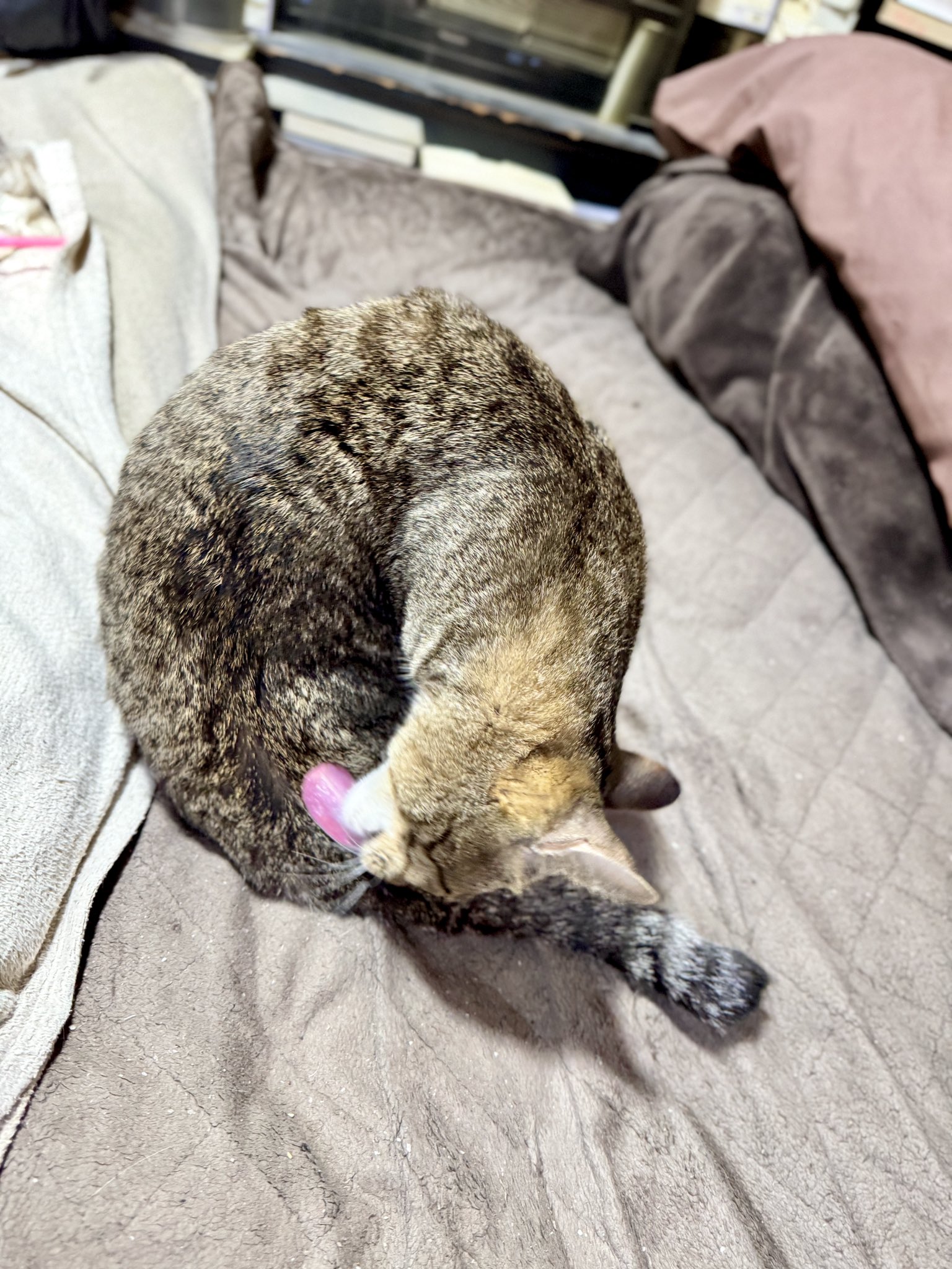 ❤︎ネコ好きかよちゃんページ❤︎ 出雲のねえさん（猫溺愛）🍶🐈 on X: 