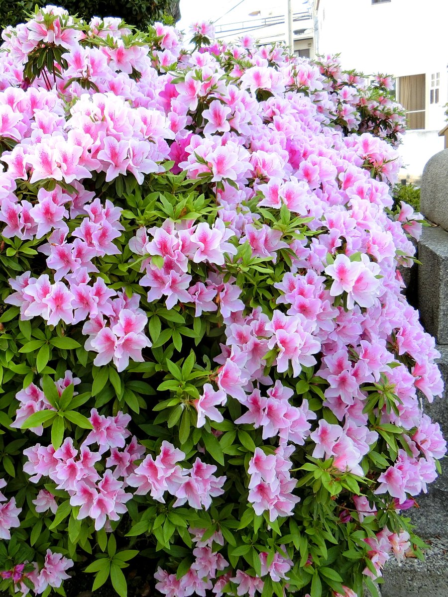 noka211's tweet photo. 日本🇯🇵JAPAN📷😺🌼🎶ヾ(´∀｀)ノ🎶⛩️🏯
Photo by NOKA  ＃日本JAPAN
ピンタレスト（Pinterest）https://t.co/tU5Zya2bnI https://t.co/Wl2K41IU5q