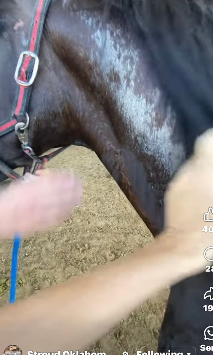 THIS POOR OLD STALLION SERVED RACING &amp; RURAL LIFE. NOW FACES SLAU GHTER AFTER 2 1/2 DECADES OF HARD WORK. SPIKED CIDER IS HUNGRY, SCARRED, and DESERVES BETTER. 
PLEASE OFFER LOVING HOME, DONATE, SHARE🙏 adoptahorse.org
VENMO <a href="/SRF/">SRF</a>-SOSS, or
9️⃣5️⃣0️⃣🐎
paypal.com/donate?campaig…