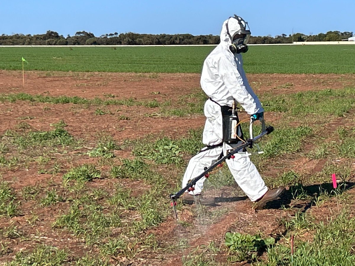 Exciting research on a new crop species suited to the Midwest of WA. A high value niche crop used for gluten free health foods could be on the horizon.  Herbicide, nutrition and plant density x variety work conducted at Geraldton and Yuna by the Crop Circle Research team 🌾