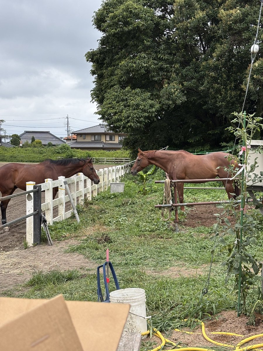 ibadaibajutsubu's tweet image. 仲良し🥰