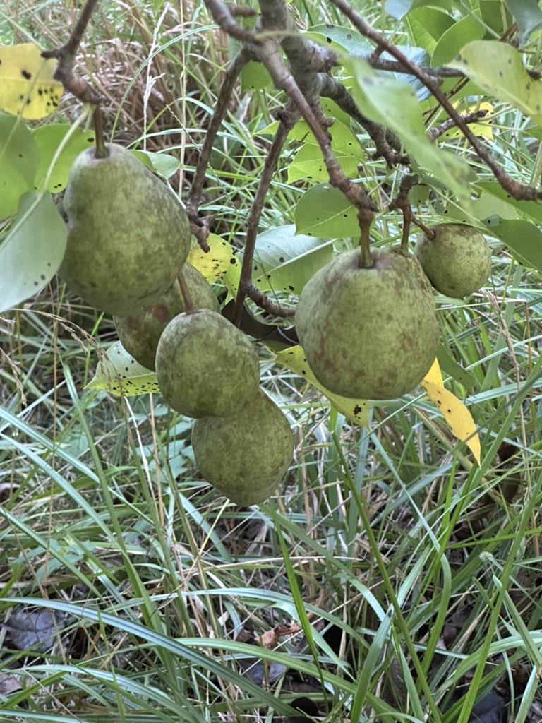 al_lawson20's tweet image. Happy Saturday everyone. The pears are looking great.馃崘馃挌#SaturdayVibes