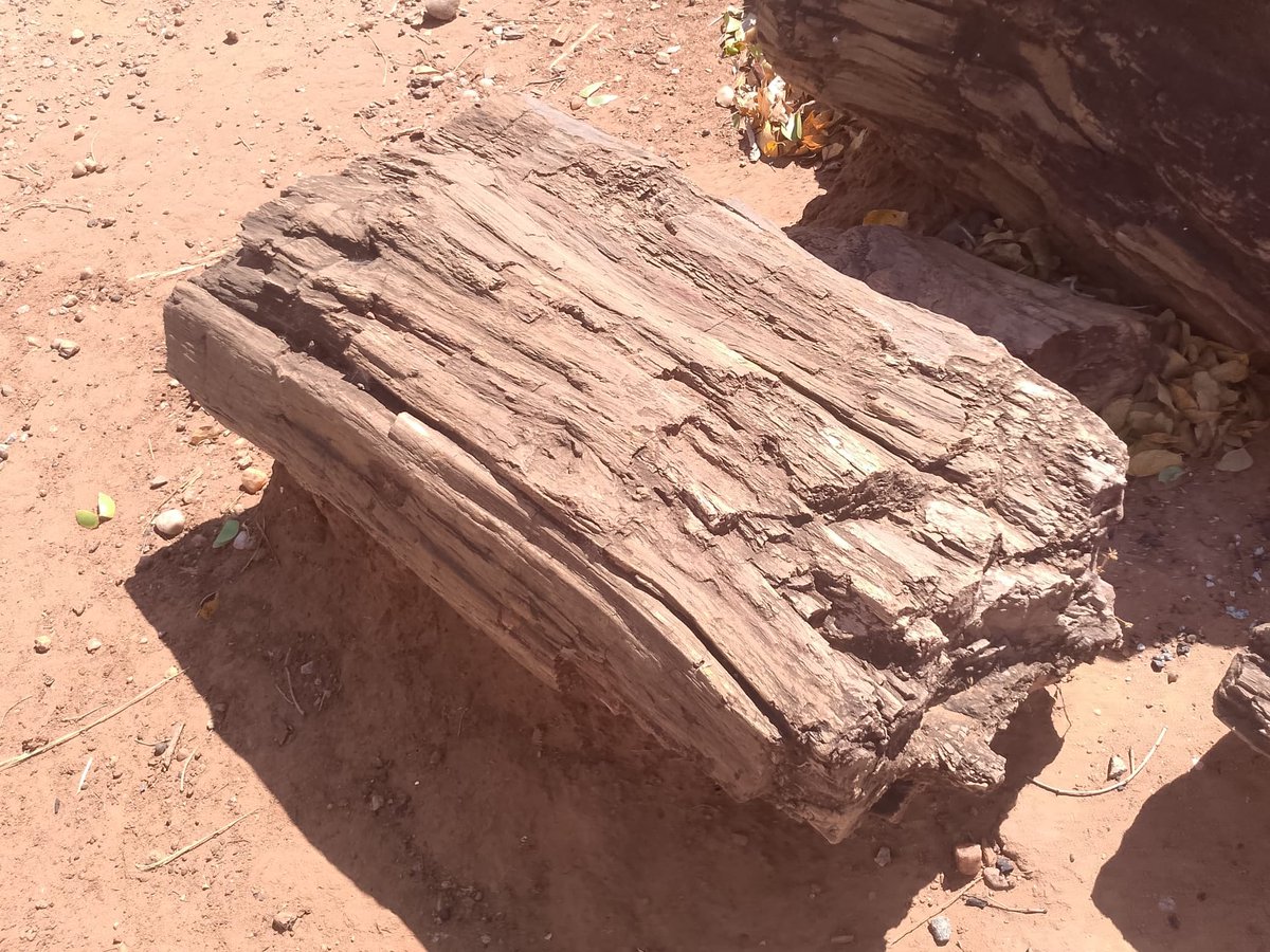 mwilaadventure's tweet photo. Uncover Zambia's ancient past 🌳🦖 at the 📍Chirundu Fossil Forest!

#ChirunduFossilForest #FossilForest #Zambia https://t.co/tynhDm1jTC