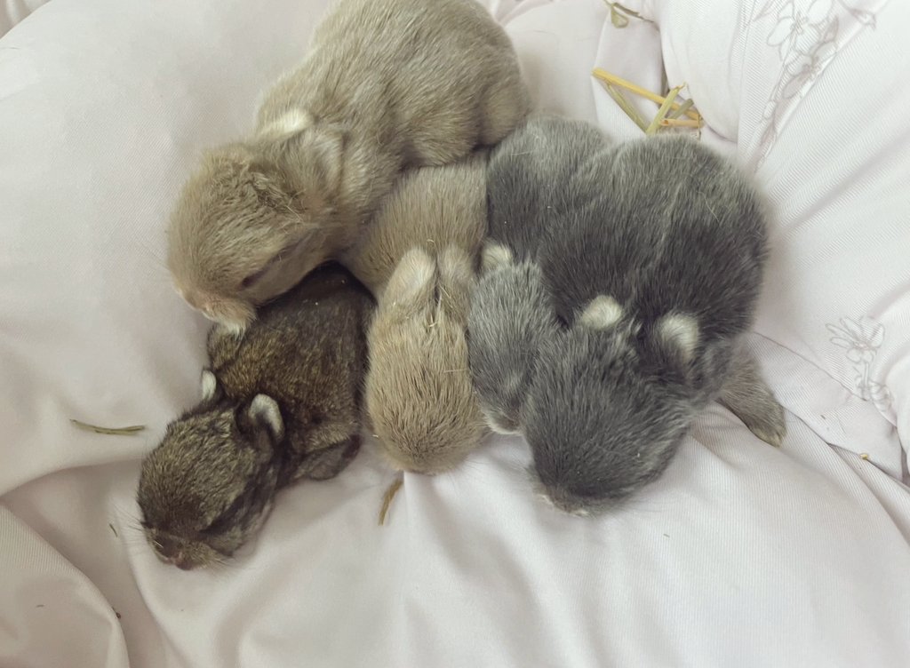 312mokomoko's tweet image. 生後9日目の5つ子ちゃん♡
生まれつき、1羽だけ
ちょっと小さめな子がいます🐰
ママうさぎさんの子育てを見守りながら
お手伝いしてあげたいと思います🍼