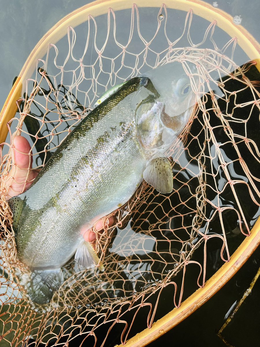 Oncorhynchus masou (@OncorhynchusM) / Posts / X