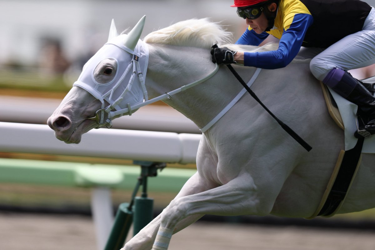 _kohei_hey's tweet image. 5年前のソダシの新馬勝ちと同じ日に
同じ函館で
半妹のマルガがレコード勝ち

マルガ
おめでとう！

函館競馬場 5レース 
2025.07.12

 #マルガ 
 #モーリス産駒 
 #ブチコ 
 #武豊 騎手