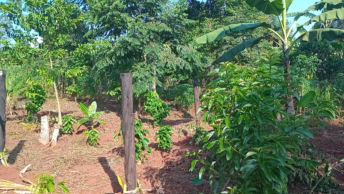 U_E_C_O's tweet image. Chemical-free and environmentally friendly agriculture is the way forward for a better tomorrow and a healthier us. Choose sustainable agriculture! UECO