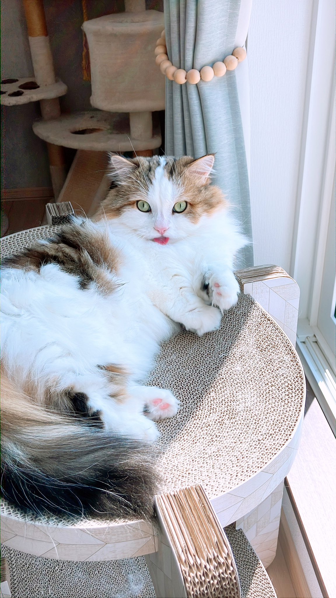 ねこじるしちくわ Amazon.co.jp: [野澤作蔵商店] 【のびねこ 小田原ちくわ】 ちく