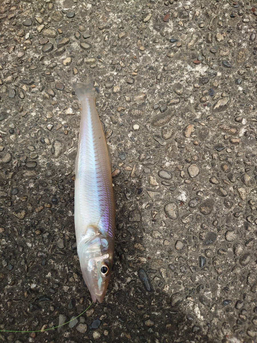 basser_natsuki's tweet photo. 今日なかなか釣れません https://t.co/swmbBqaJuU