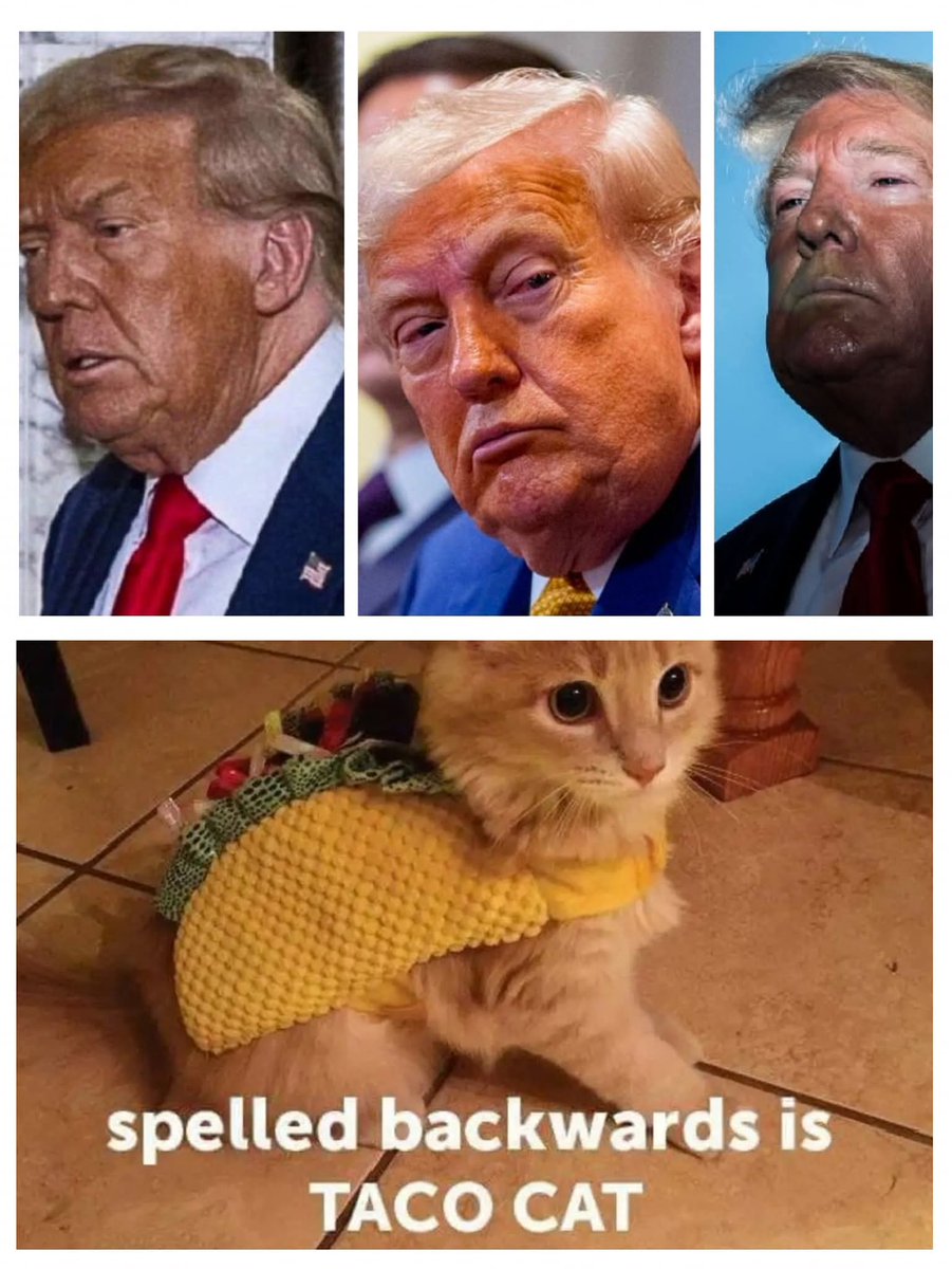 palephoenix's tweet image. Welcome to #NationalKittenDay.

Contents may have settled due to hot air escaping.