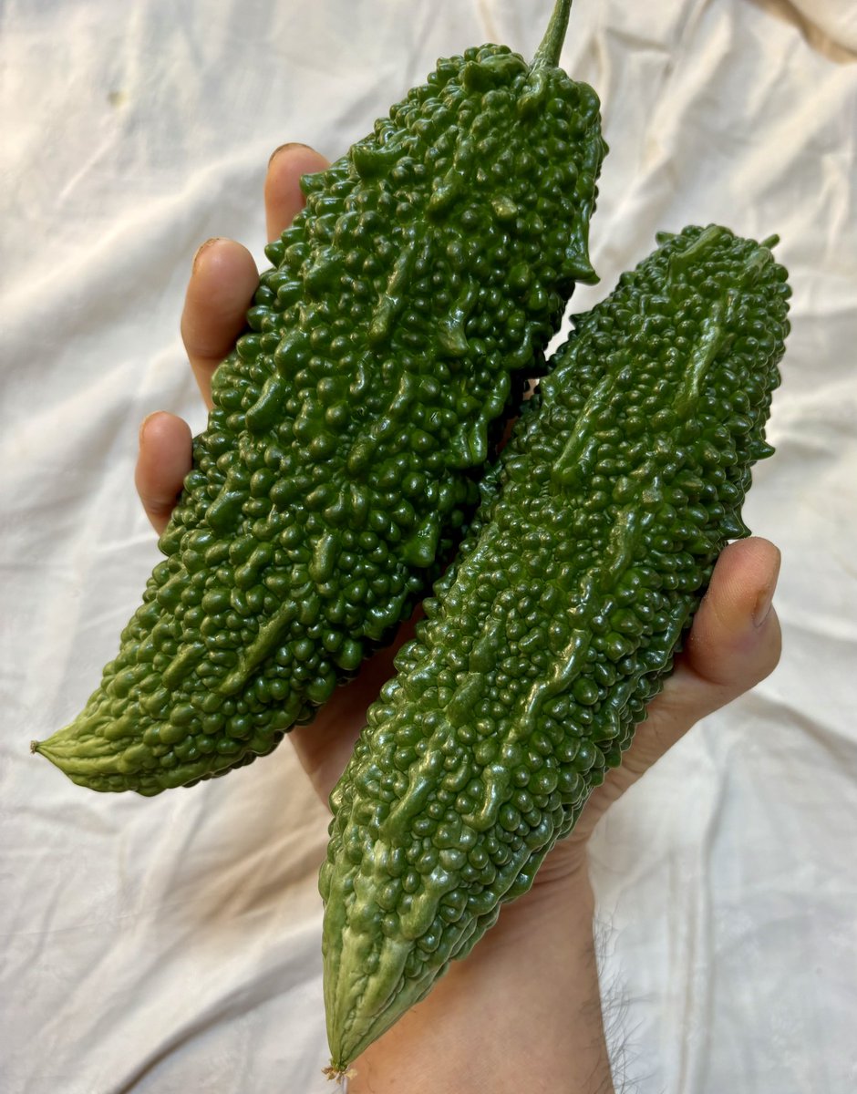 Bousouangler's tweet photo. 緑ゴーヤの初収穫！

#グリーンカーテン #ゴーヤ　
#家庭菜園   #ベランダ菜園
#野菜栽培　#種から植える https://t.co/D8kTFsjPmq