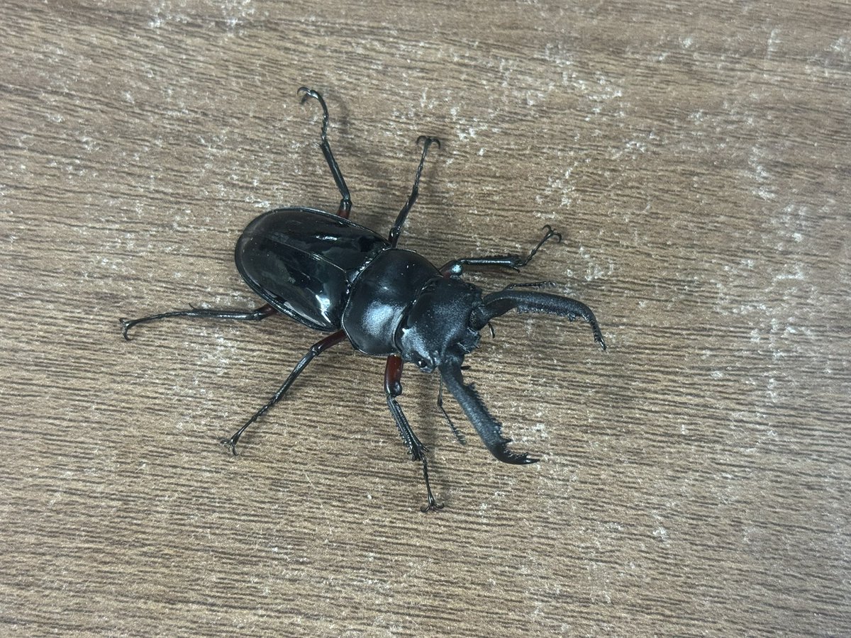 本日12:00〜19:00にてオープンしております⭐️

新着ブリード個体より下記入荷しております！

🔽ペア販売🔽
・パプアキンイロクワガタ(ブルーカラー)
・ニジイロクワガタ(紫紺系ピカール、グリーンピカール、ゴールドピカール)
・エラフスホソアカクワガタ
・チュウゴククロツヤシカクワガタ