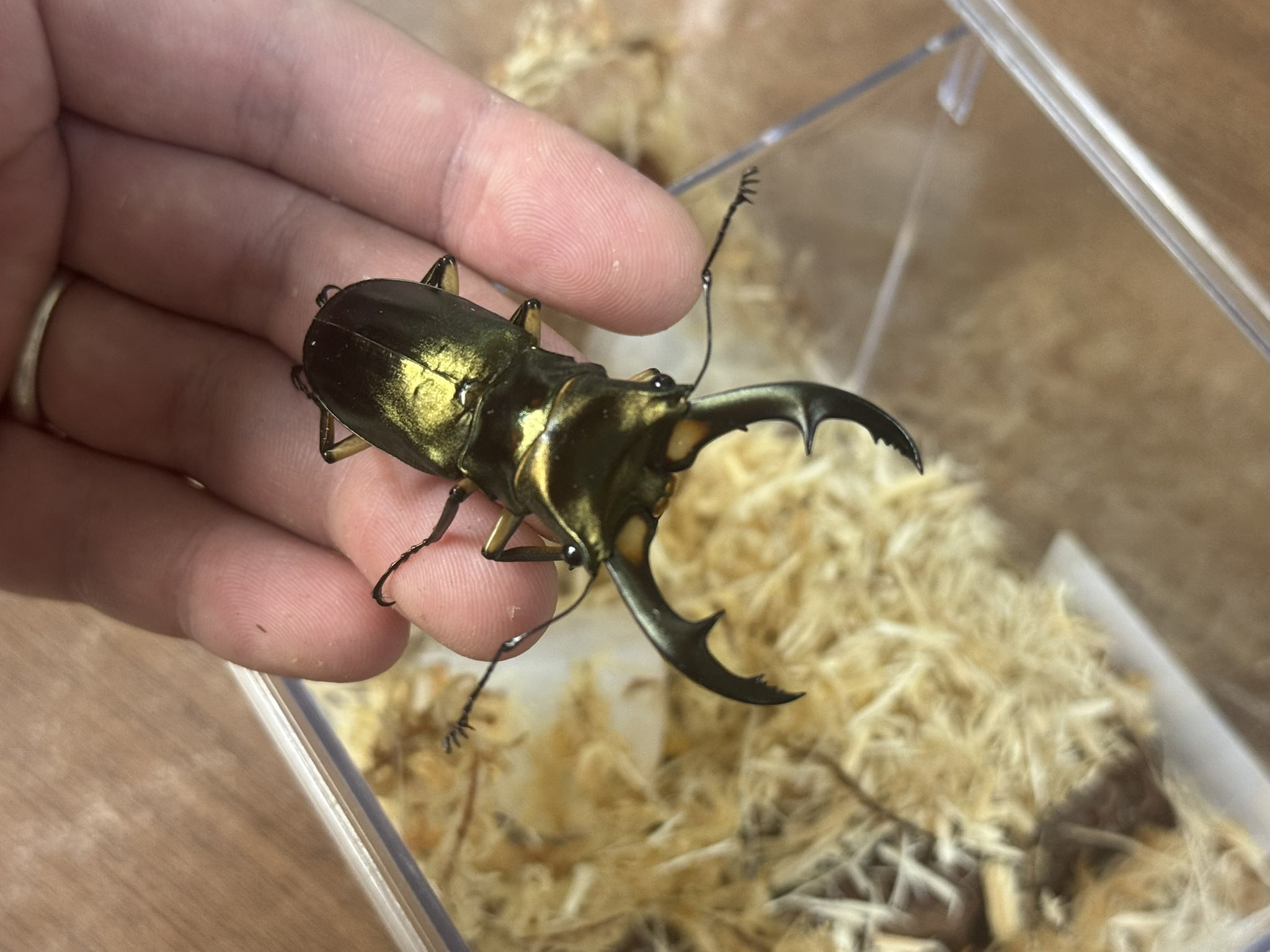 INSECT JOKER official インセクト ジョーカー on X: 