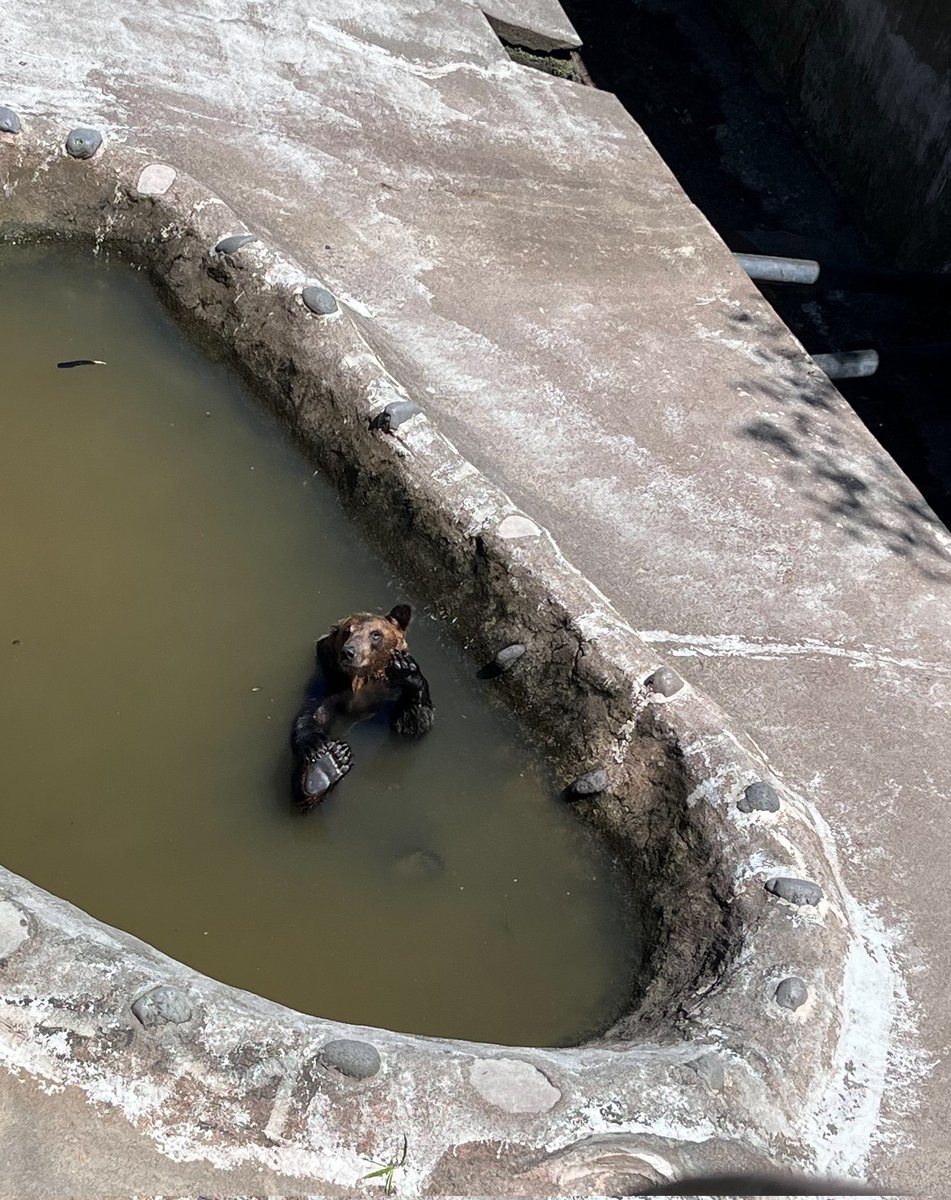 bearpark_jp's tweet image. 水の中でも足上げアピール🐻
#ラン #バランス感覚 #のぼりべつクマ牧場 #クマ牧場 #登別 #エゾヒグマ #北海道
#noboribetsubearpark #noboribetsu #brownbear #hokkaido