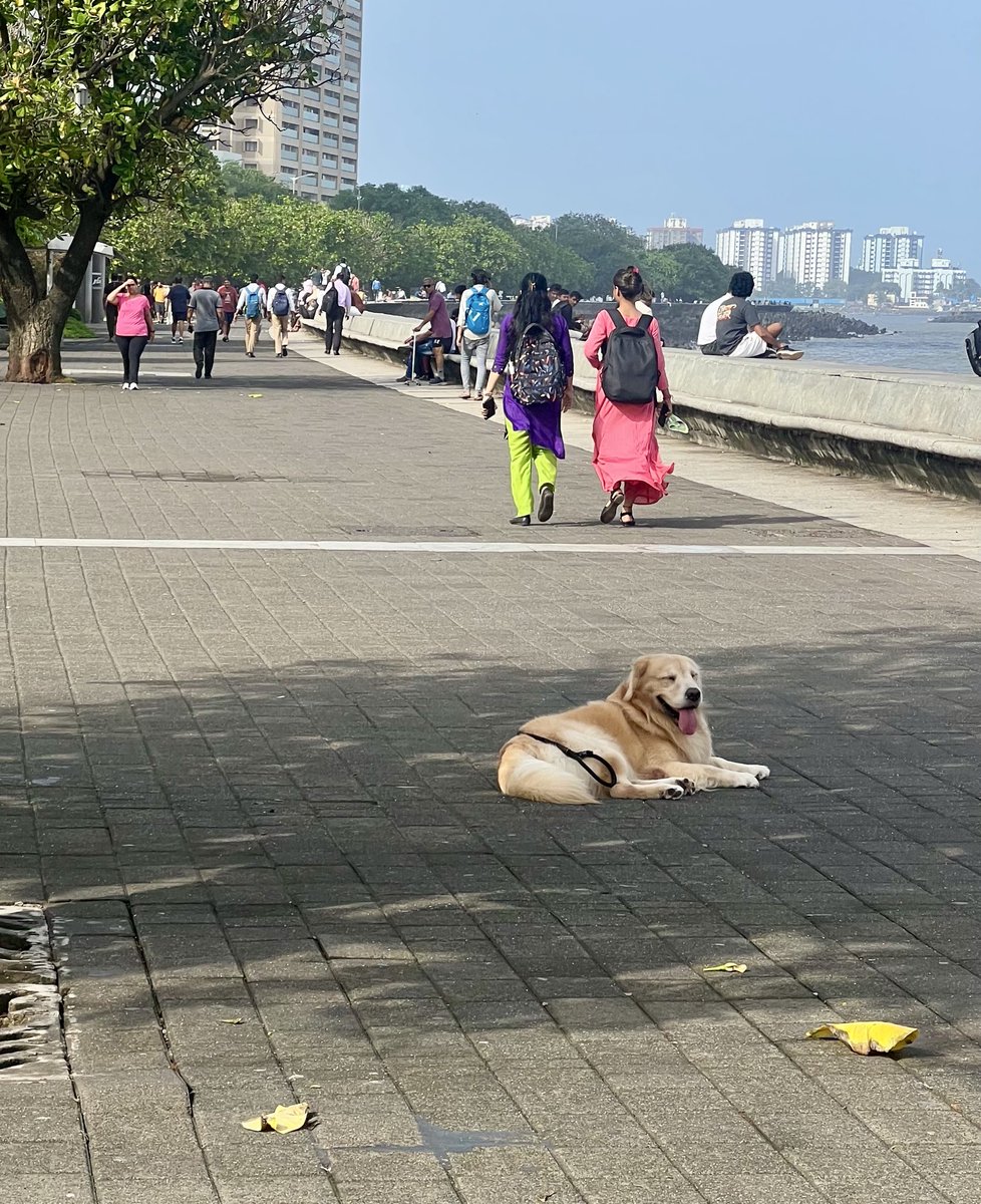 BKartRed's tweet photo. On target for Millions of steps 

The ultimate pleasure of 2025 (side effect of trying to manage health) has been the forced rediscovery of walking - most of it on marine drive, bylanes of domlur when visiting BLR, airports and wherever the planes take me to overseas.

The 100 day stretch (when I was trying the structured program) between early Feb to mid May (was a 6-7/10 on sleep, diet, supplements but) - a 9-9.5/10 on walking 

1,176,883 steps 
At my height, about 853 km