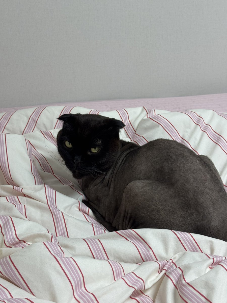 귀여운 검정폴드 가족 찾습니다 🖤
고양이미용실에 미용 맡긴 채 유기되었던 폴드
새로운 이름을 갖게 되고 가족이 생겨 담이라는 이름으로  입양을 갔지만 가족문제로 파양되었습니다 
입양은 정말 정말 신중하게 해주세요.
아가의 평생 가족이 되여주실 분