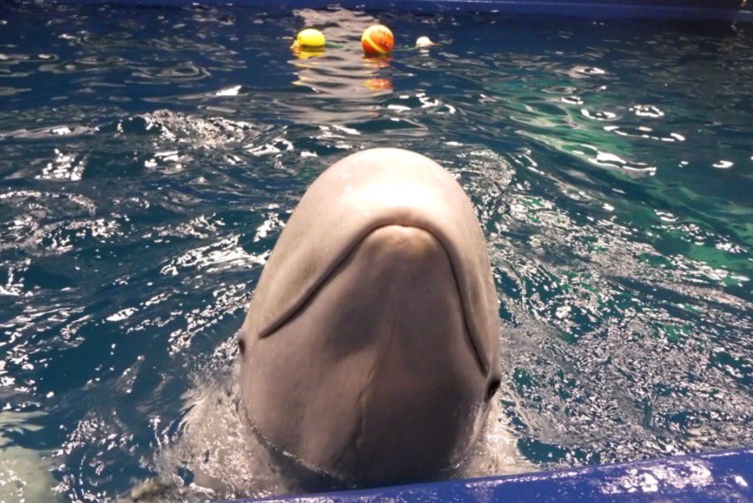AQUASSHIMANE's tweet image. 【8/10〜16のパフォーマンスに関するお知らせ】
上記の期間、各種パフォーマンスはお休みして、本館シロイルカプールのバックヤードをご覧いただける特別イベントを行います。時間は9:00~17:50まで。シーリャ・ミーリャの暮らすプールに会いに行こう！
#お知らせ
#お盆
#アクアス