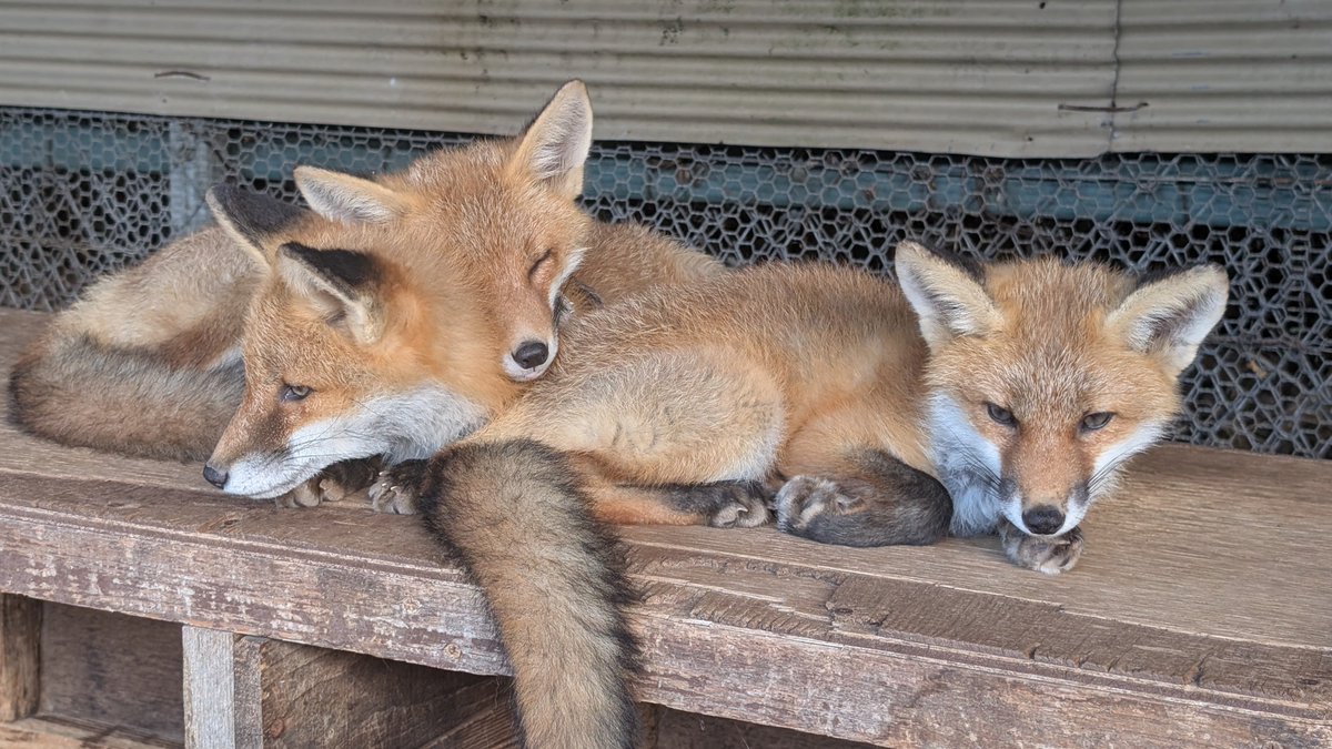 kitakitsunefarm's tweet image. 左から(顔の位置)
らく♂レン♂さや♀
仲良しさん💤
#北きつね牧場 #キタキツネ #こぎつねハウス