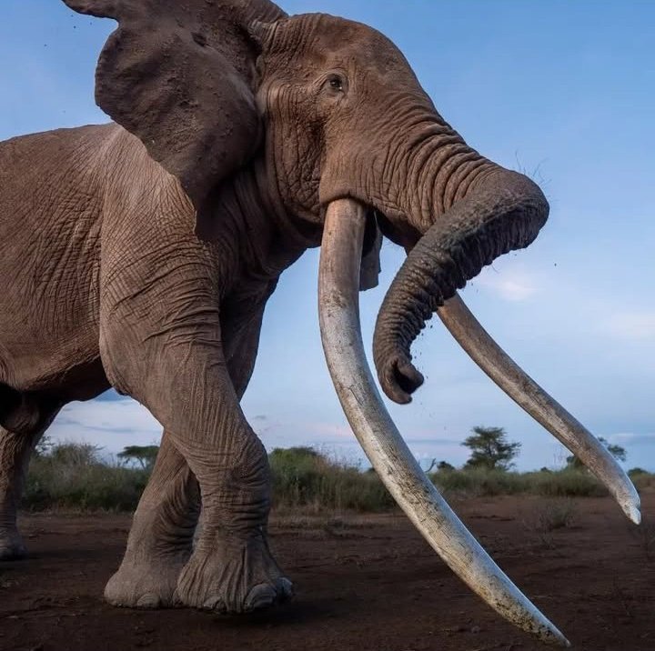 kenyapics's tweet photo. Mighty Craig 

Photo credit @@Ushaharishphotography https://t.co/bbCb21e9Es
