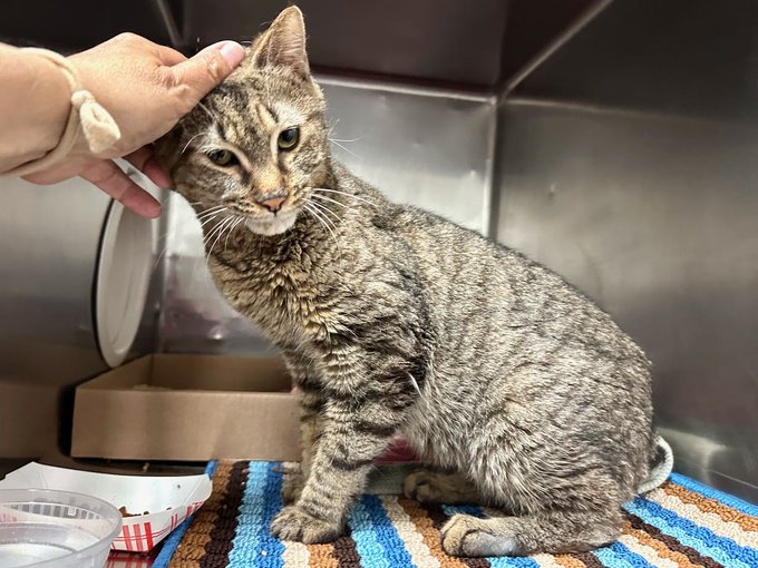 PeterAskin1's tweet photo. This precious cat is at NYC ACC
& needs help from you & me!
Has broken bones it's very true
& brave "Winter" wants to go home with you!
Go to her link & adopt this doll
as her story really says it all!
Pledges too wouldn't be amiss
for this sweet & adorable miss! 🙏
VERY URGENT!
https://t.co/7JQEKVQv5I #nycacc #boroughbred