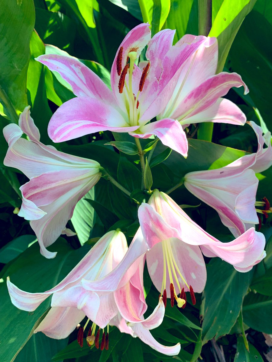 百合の花 - Search / X