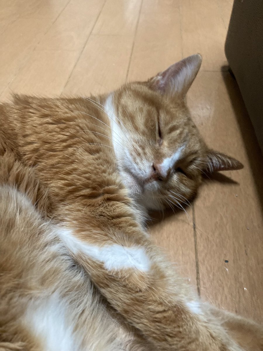 ねこふんじゃった (@neko_funjatta_) / Posts / X